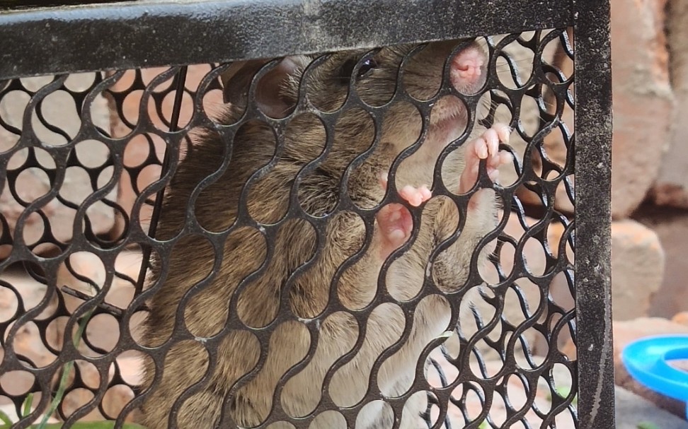 农村的老鼠眼睛亮晶晶