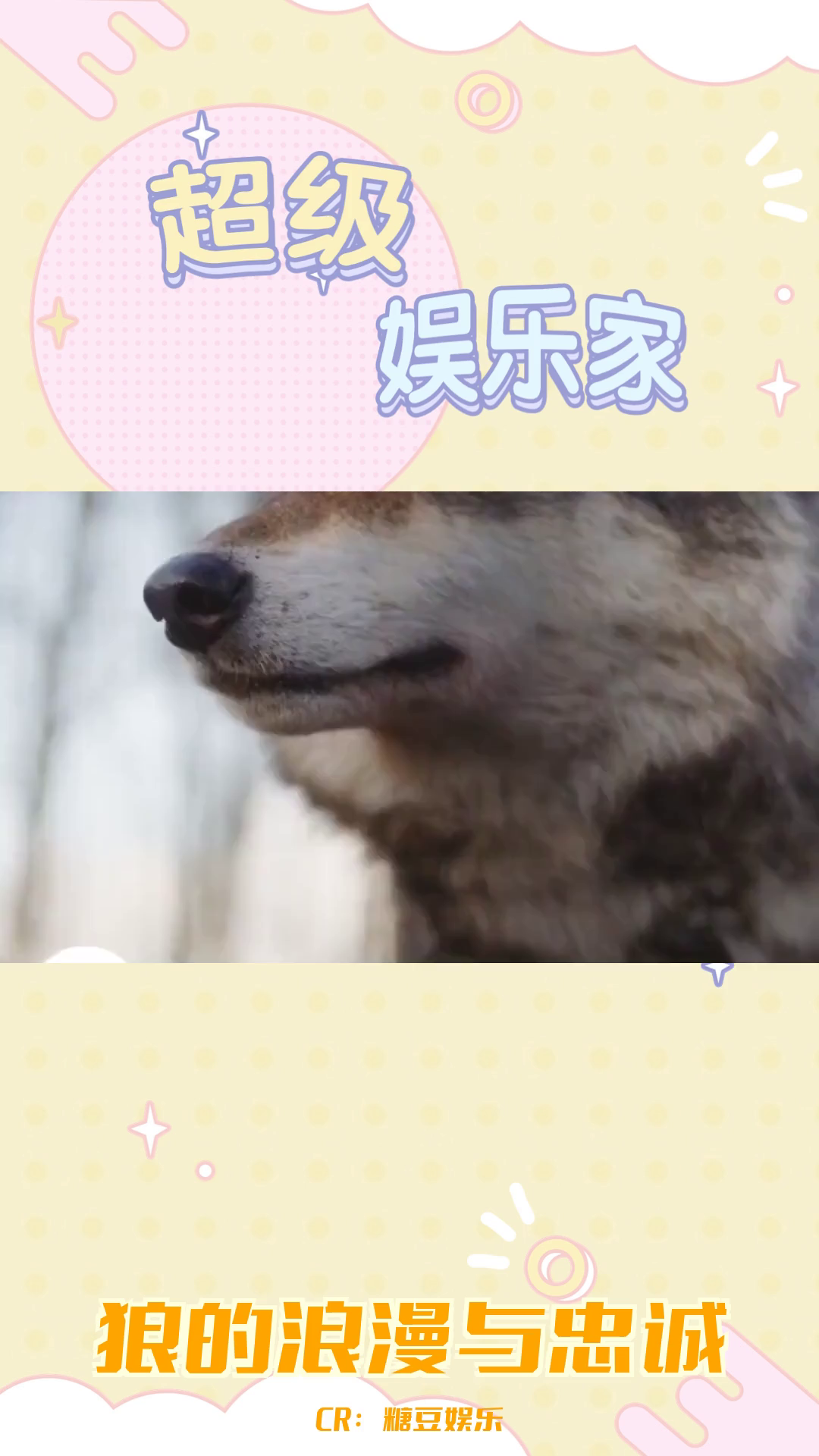 狼的咬合力与浪漫行为哔哩哔哩bilibili