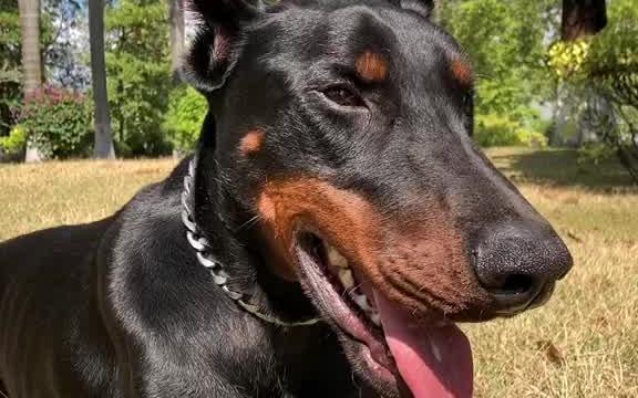 西装暴徒杜宾犬来了  杜宾 警犬 护卫犬