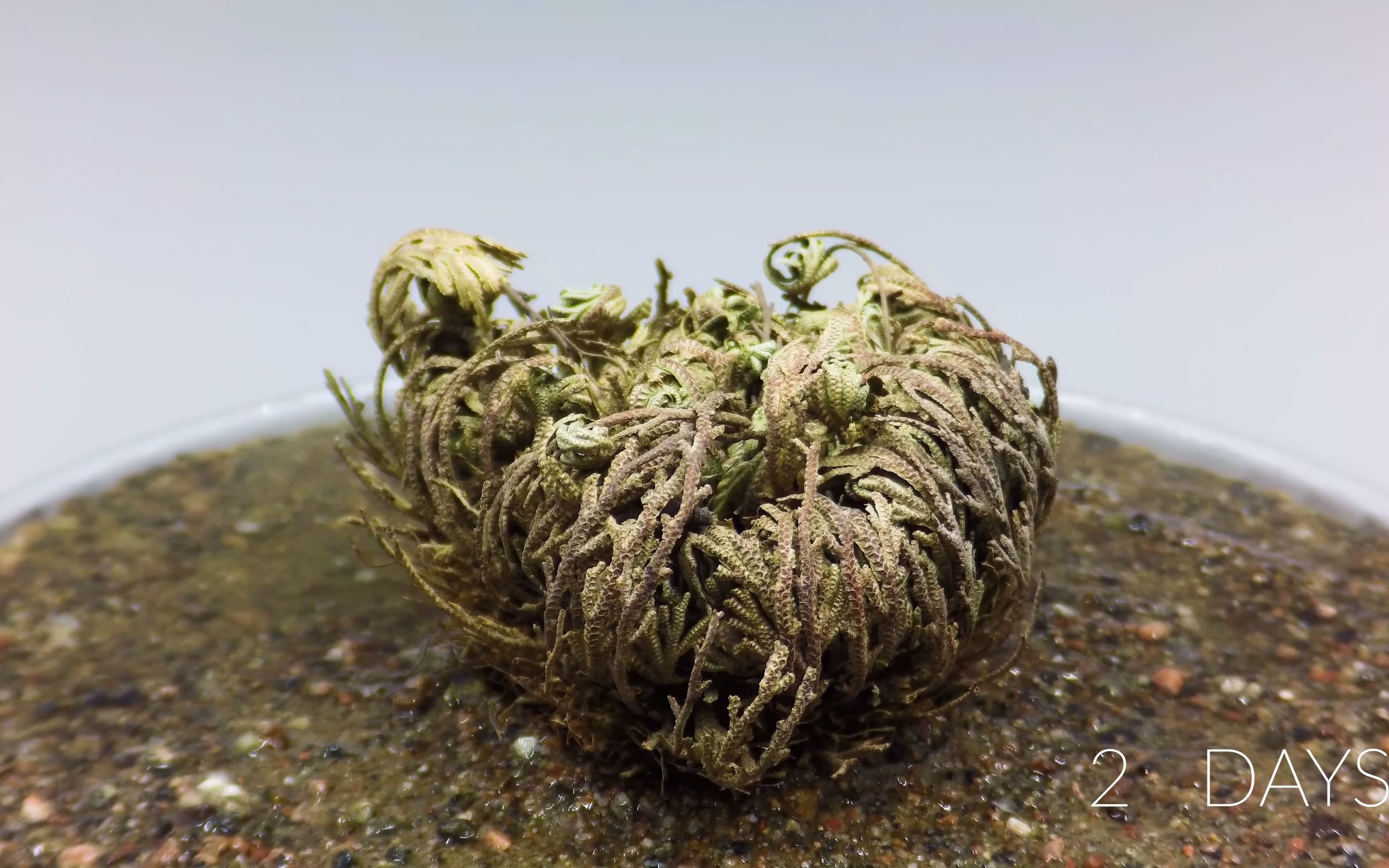 卷柏复活延时视频 rose of jericho time lapse - resurrection plant