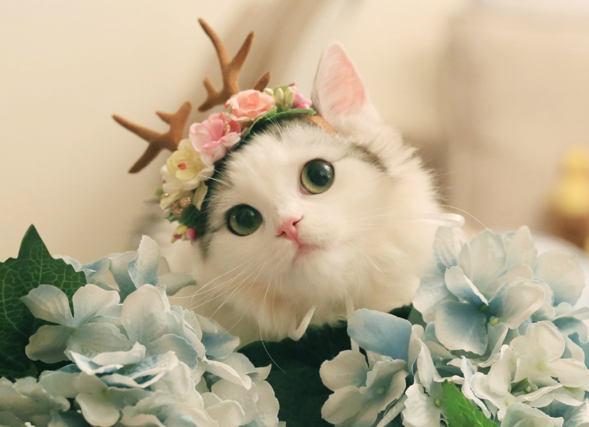 小猫咪一脸呆萌的看着我,忍不住亲了它一口,真的是被它给萌化了!
