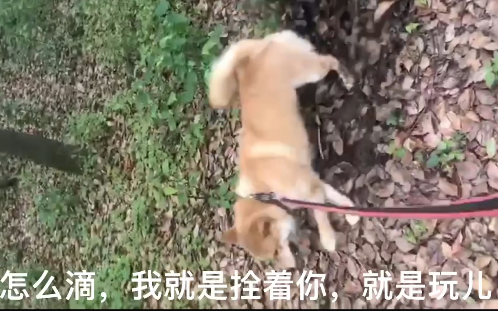 千万不能散养柴犬,否则它会让你知道什么是真正的狩猎犬!哔哩哔哩bilibili