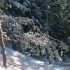 【自然/放松】雪中森林漫步