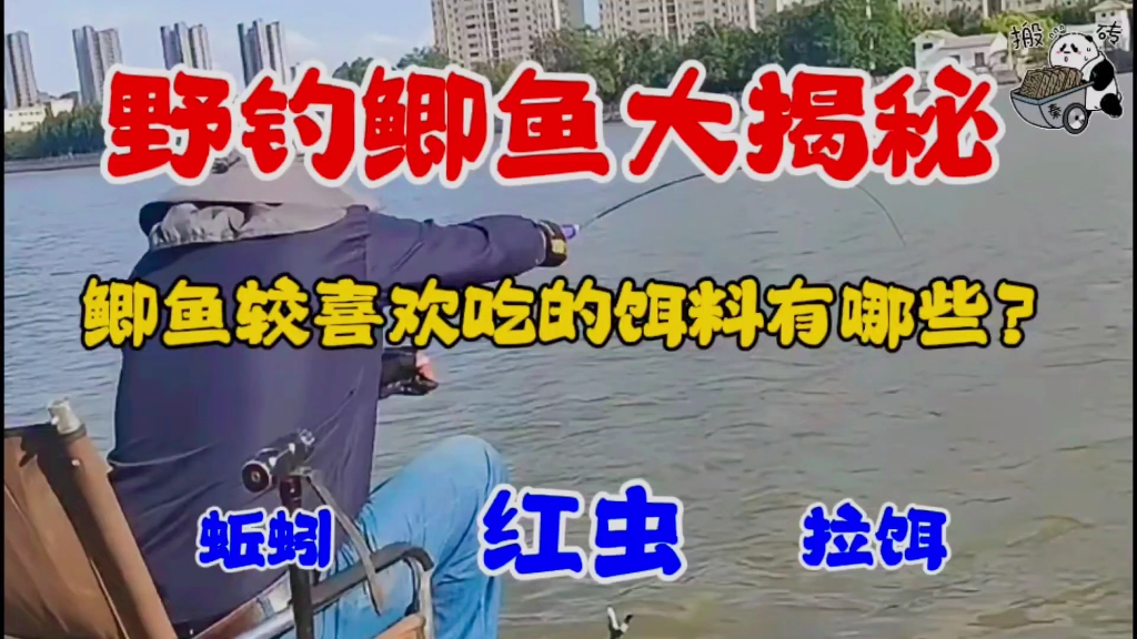 野钓卿鱼大揭秘,鲫鱼喜欢吃什么样的饵料?蚯蚓、红虫、拉饵等哔哩哔哩bilibili