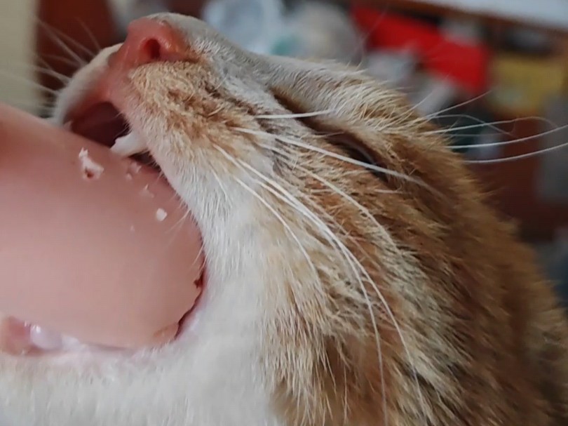 可爱的小狸花猫吃香肠