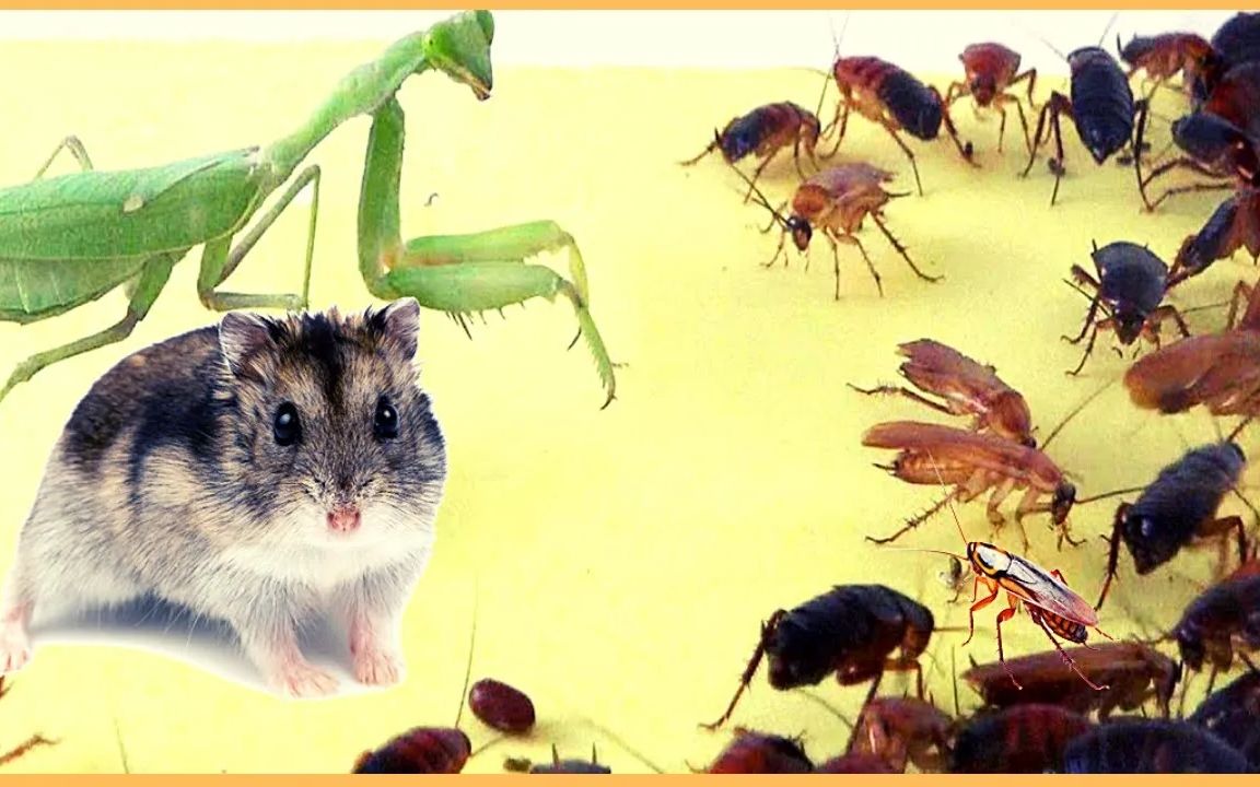 蟑螂面对老鼠,螳螂,癞蛤蟆