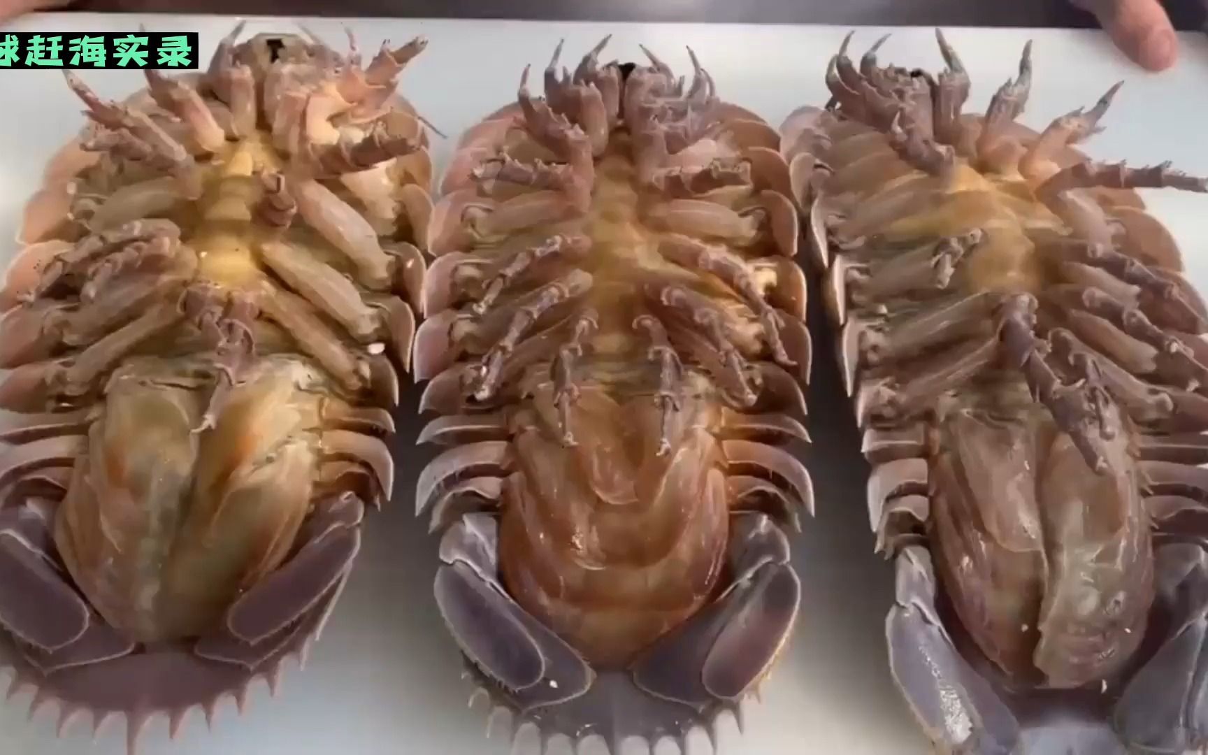 国外大厨宰杀"海蟑螂"这家伙就是大王具足虫,外形很像甲壳虫