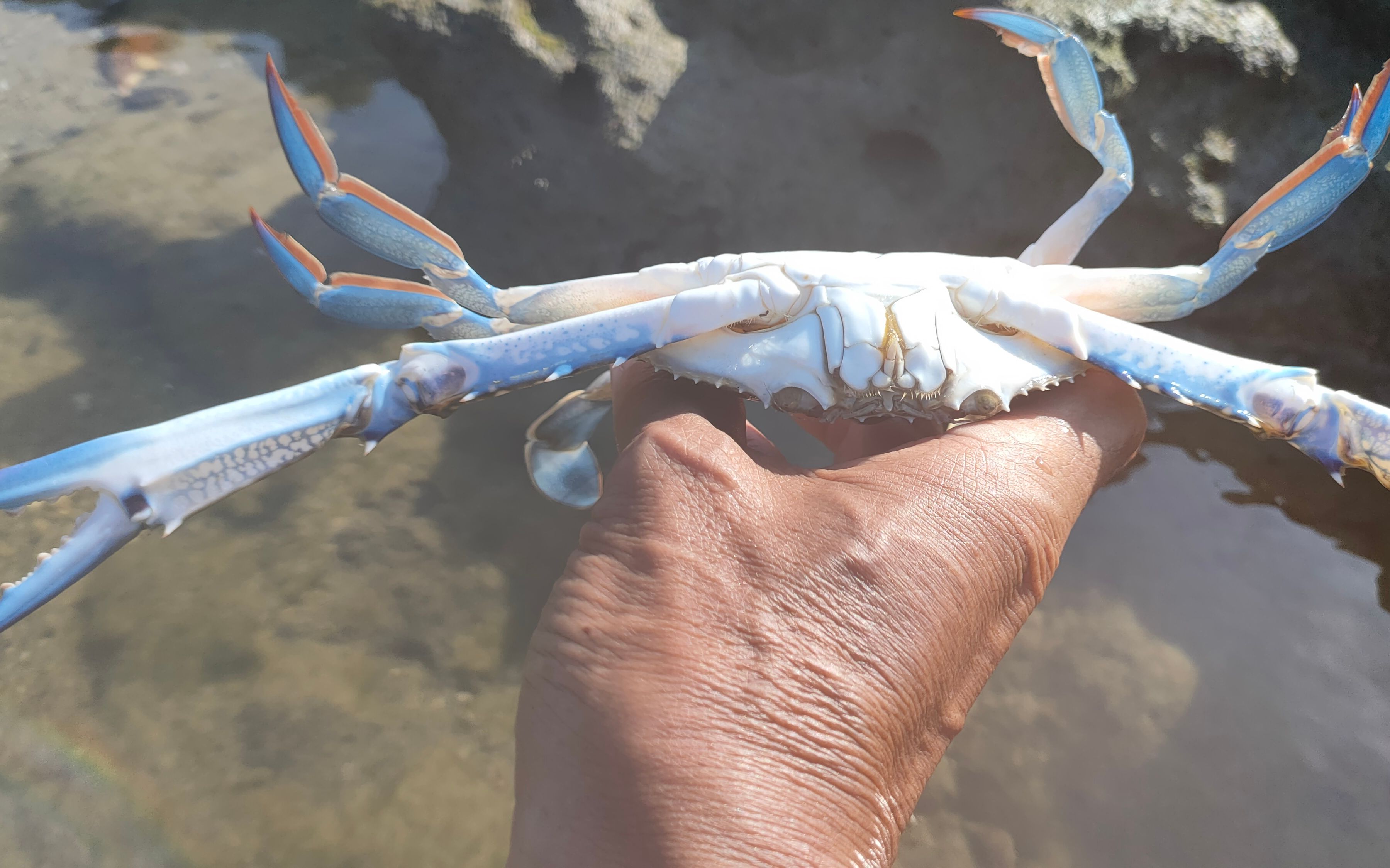 下午4点退大潮,兰花蟹毛蟹泛滥乱窜,阿富赶海发现抓得真过瘾