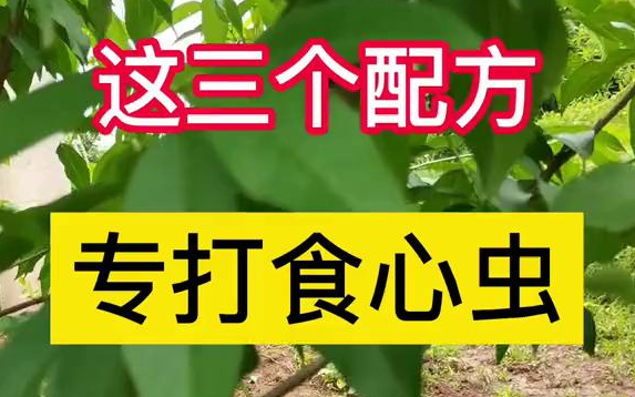 【新农村】625这三个配方,专打食心虫,你一定要知道哔哩哔哩bilibili