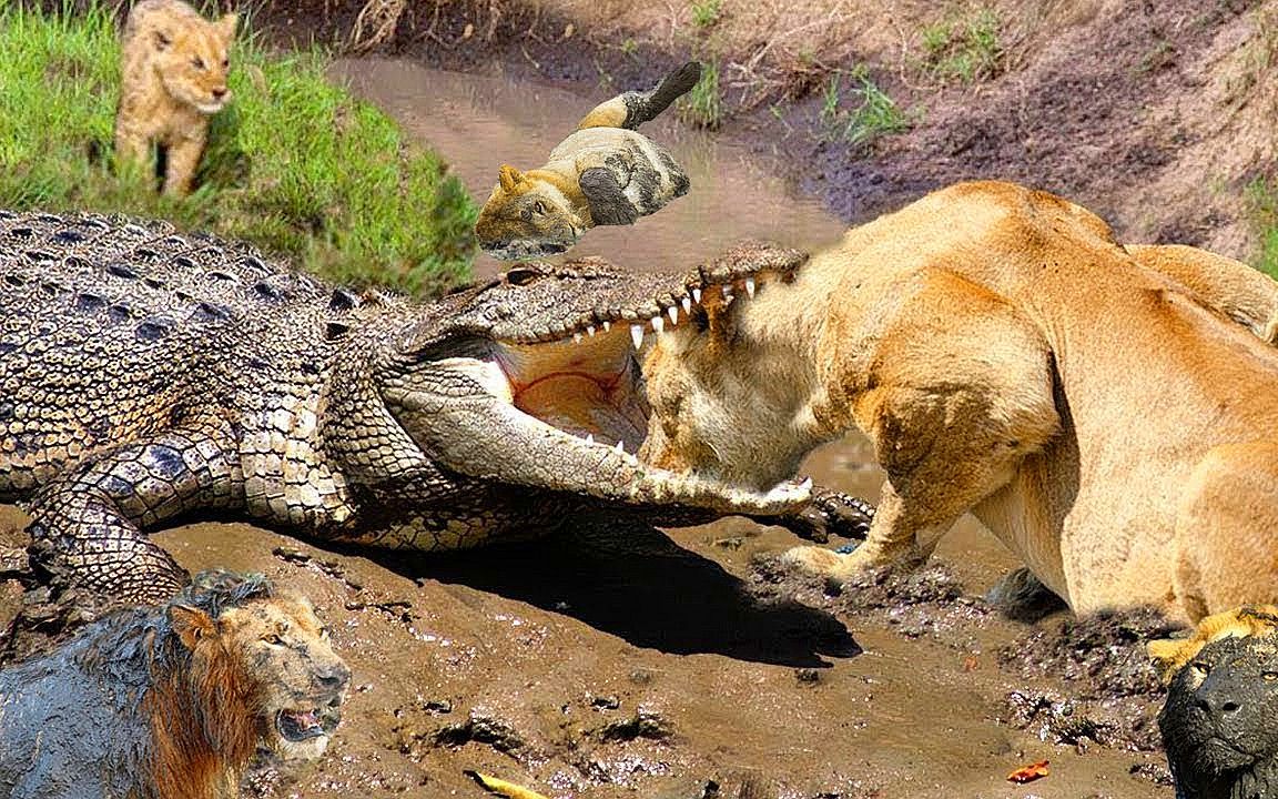 鳄鱼从狮子嘴里抢食,狮子怒火中烧,叫来同伴暴揍鳄鱼!