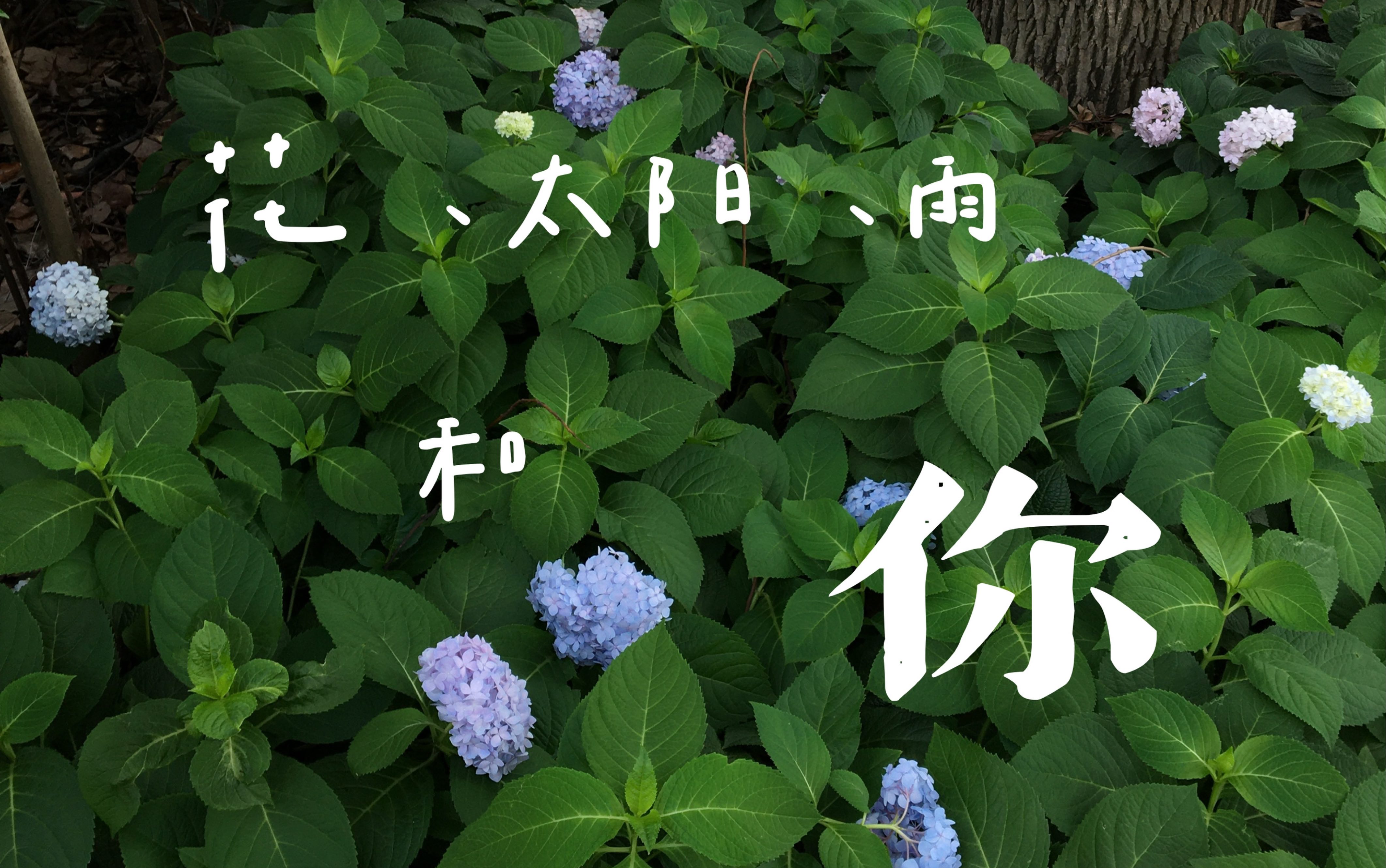 花 太阳 彩虹 和你|上海毕业旅行混剪