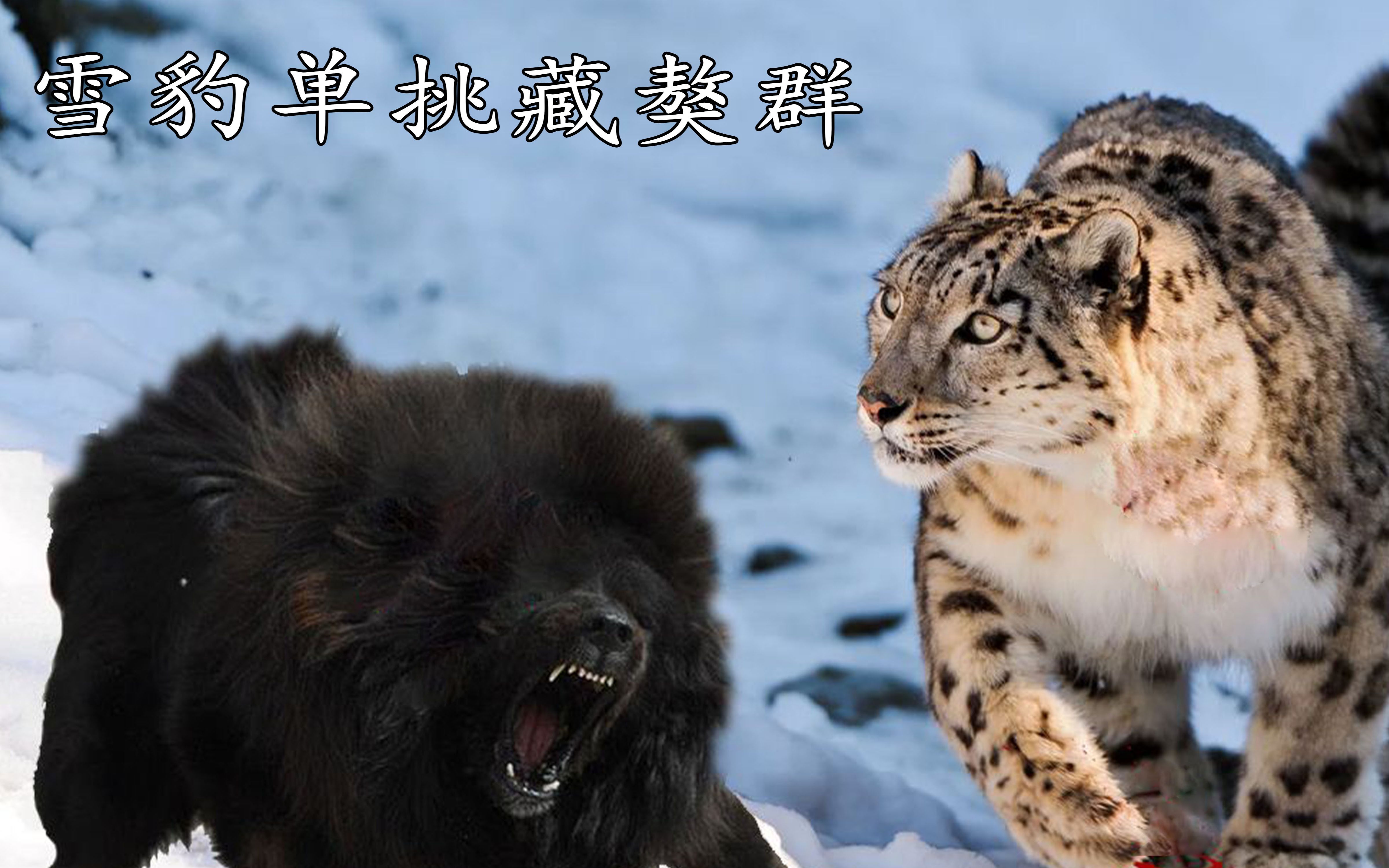 雪豹单大战藏獒群藏獒竟然不敢主动出击结果出人意料