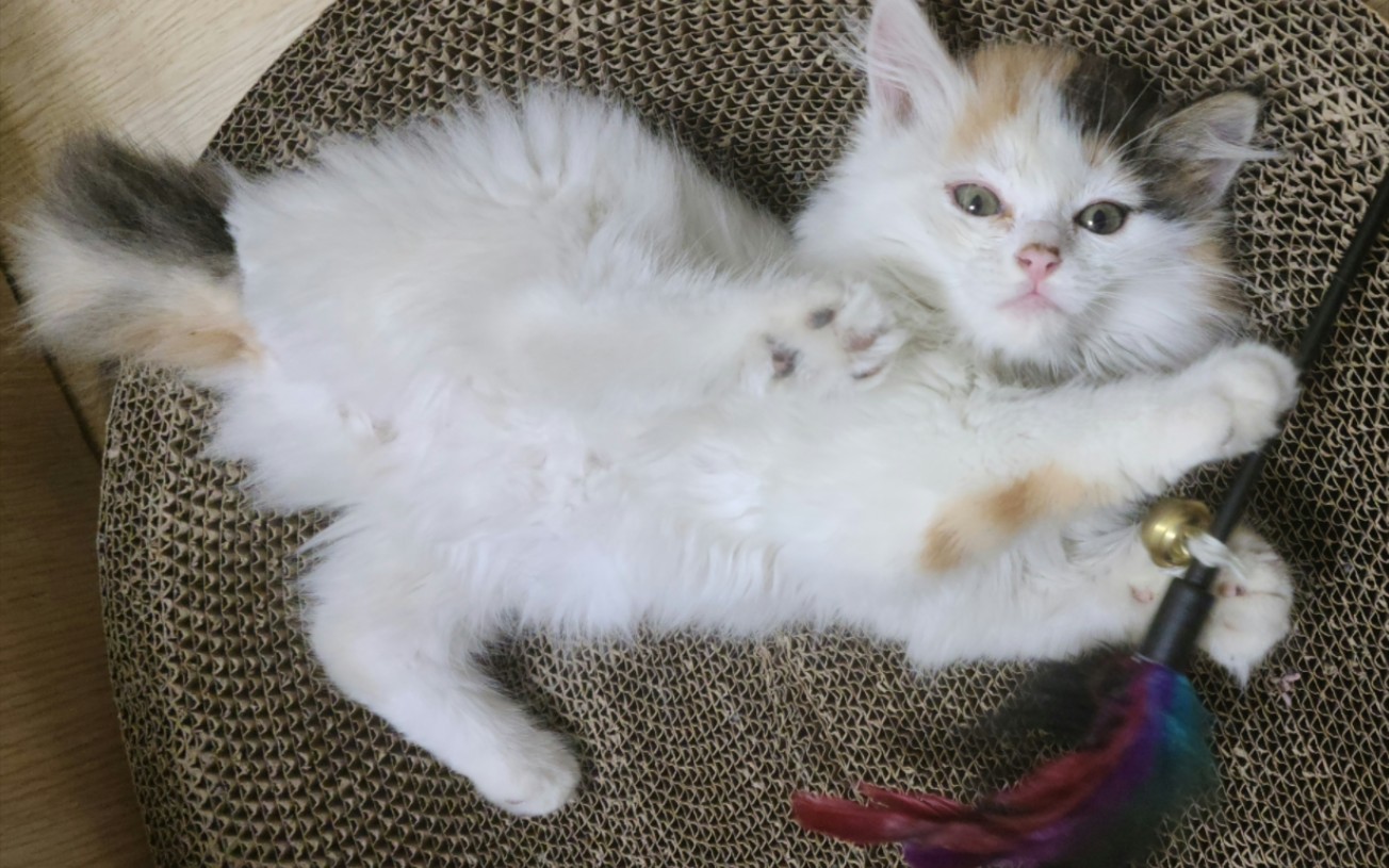 长毛三花小猫咪