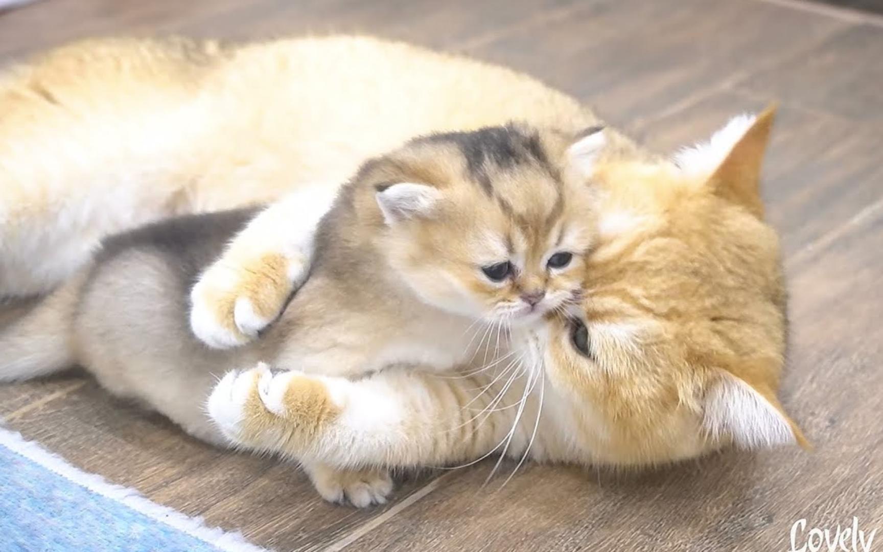 妈妈给小猫的拥抱,就是一种幸福