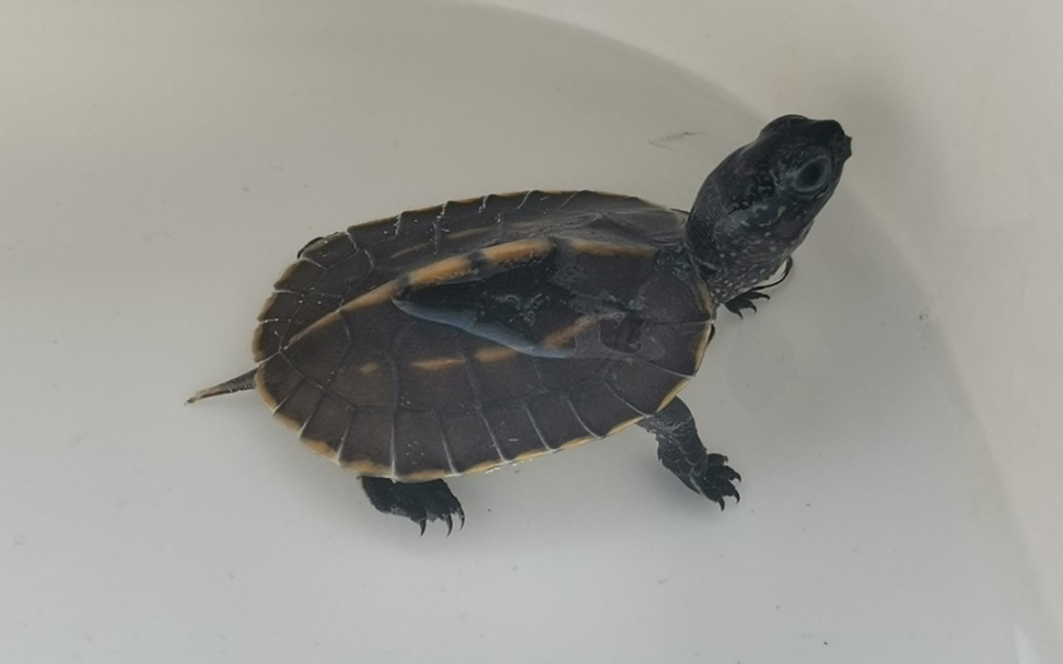 【黑山日常】金边黑山一个星期_哔哩哔哩 (゜-゜)つロ 干杯~-bilibili