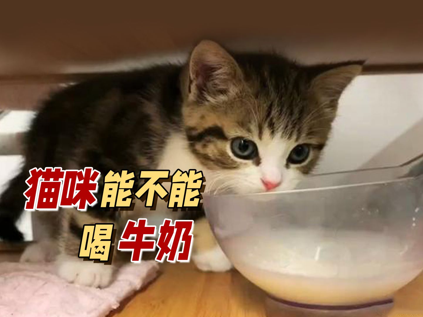 猫咪到底能不能喝牛奶?哔哩哔哩bilibili