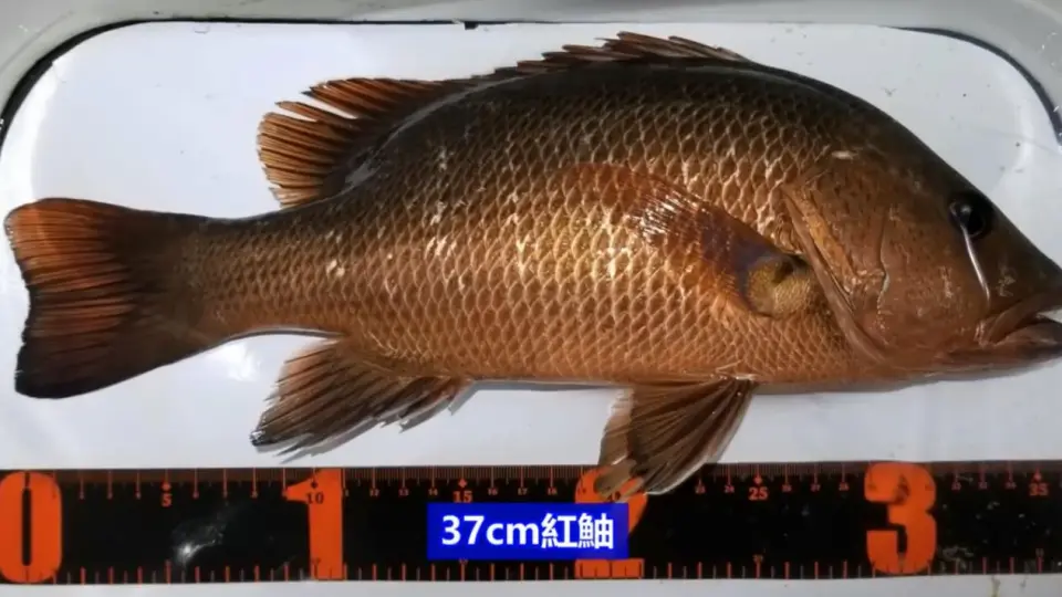 夏末東北角磯釣厚殼魚好時機, 中華日報