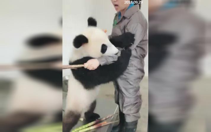 [图]20180929_《大熊猫妃妃仔》妃妃仔太皮了，奶妈都招架不住