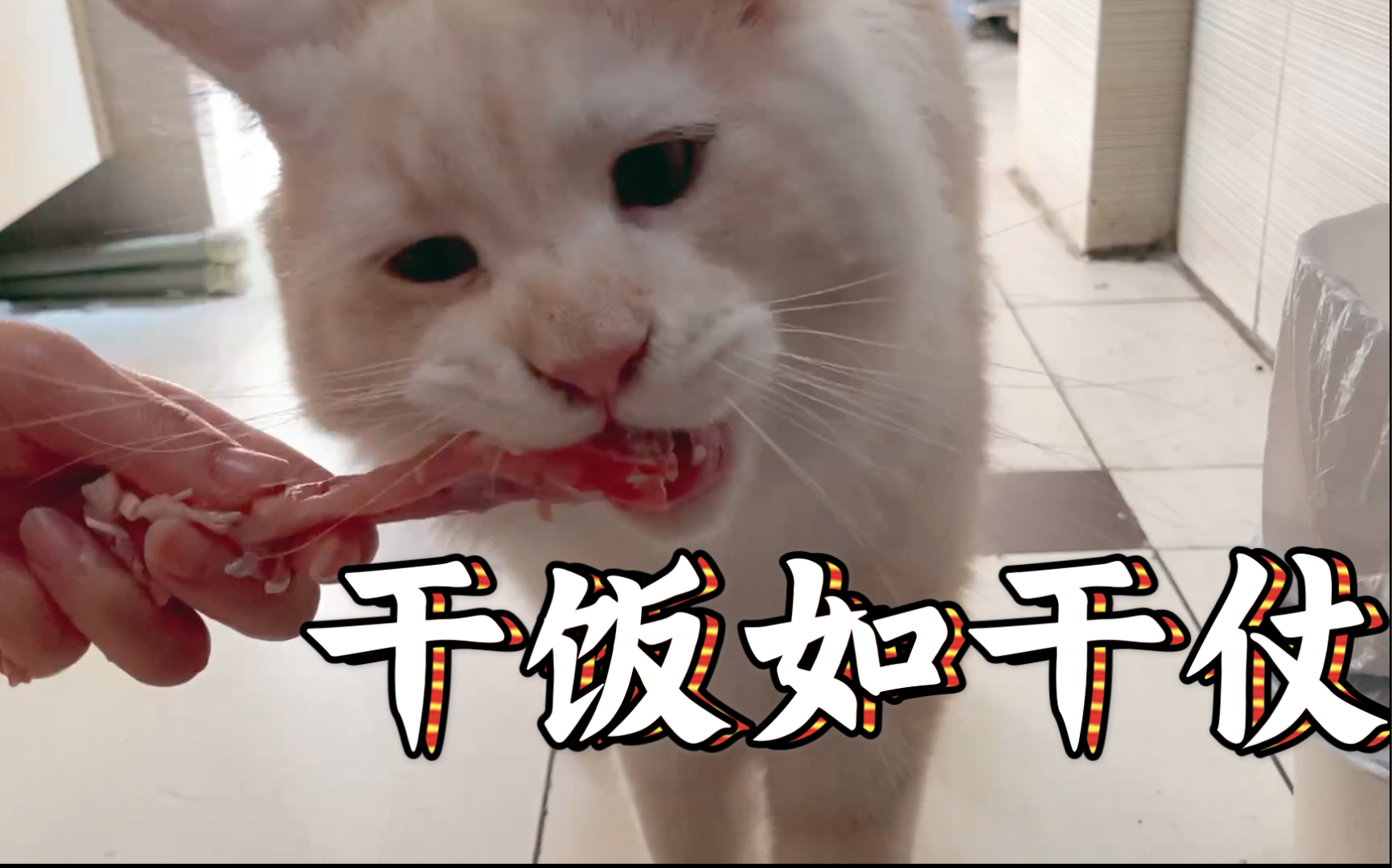 【缅因x美短】干饭猫,干饭魂,猜猜谁是干饭之王?