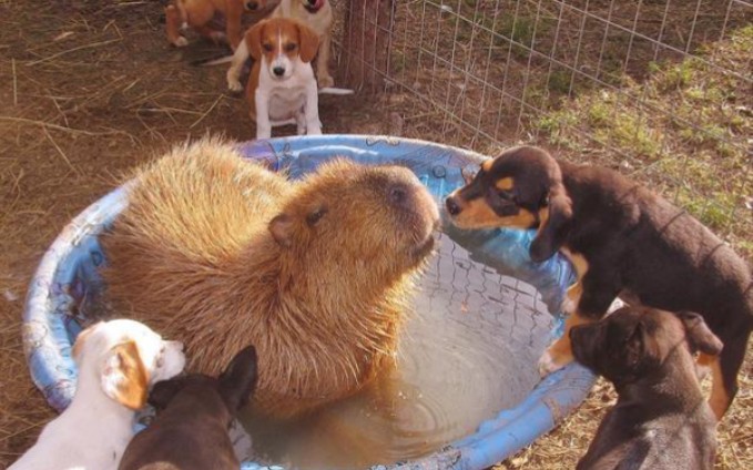 水豚脚脚好像星星