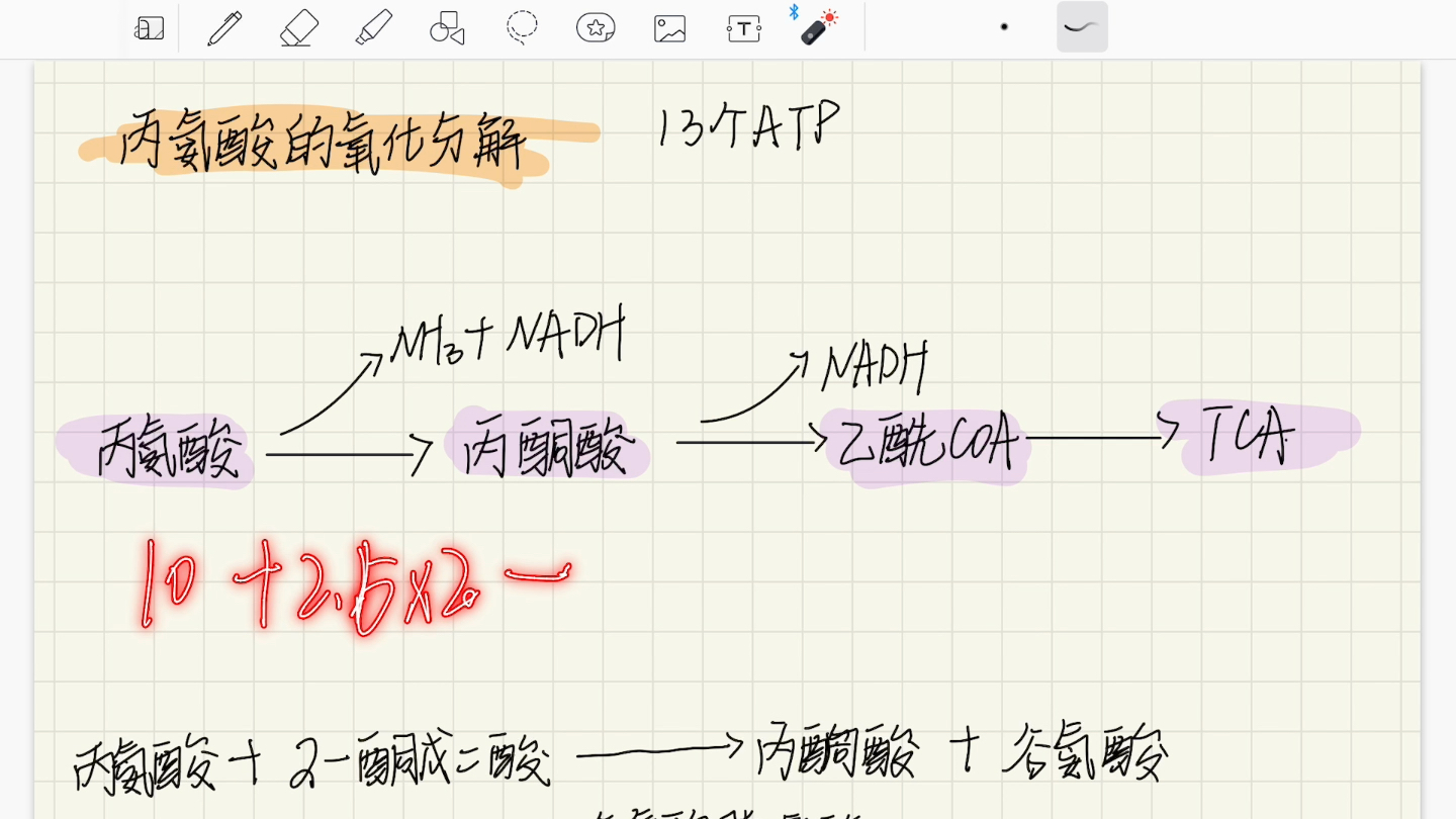 丙酮酸氧化分解哔哩哔哩bilibili