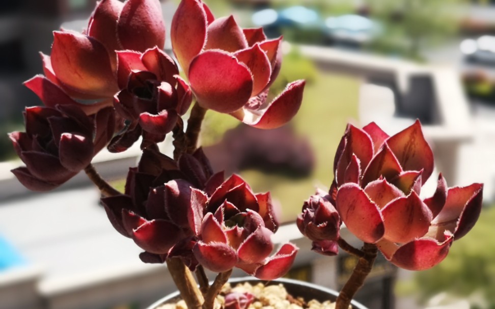 醉美多肉【1】红富士玫瑰法师