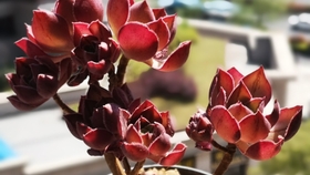 醉美多肉 1 红富士玫瑰法师 哔哩哔哩 つロ干杯 Bilibili