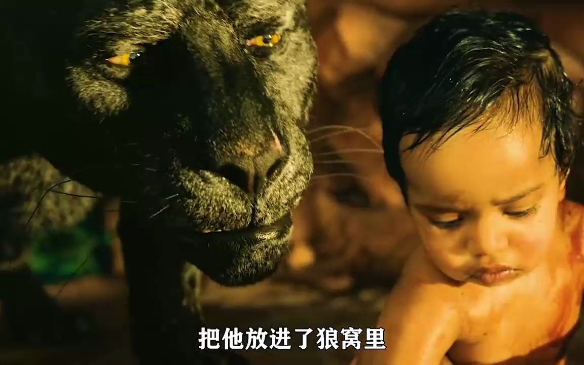 男孩从小生活在森林,长大后变成森林之子《森林之子毛克利》