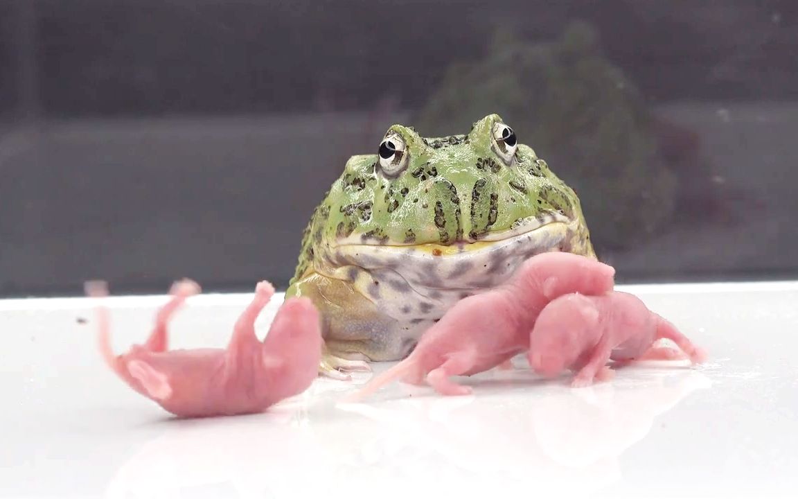 咦？三吱儿~_哔哩哔哩_bilibili