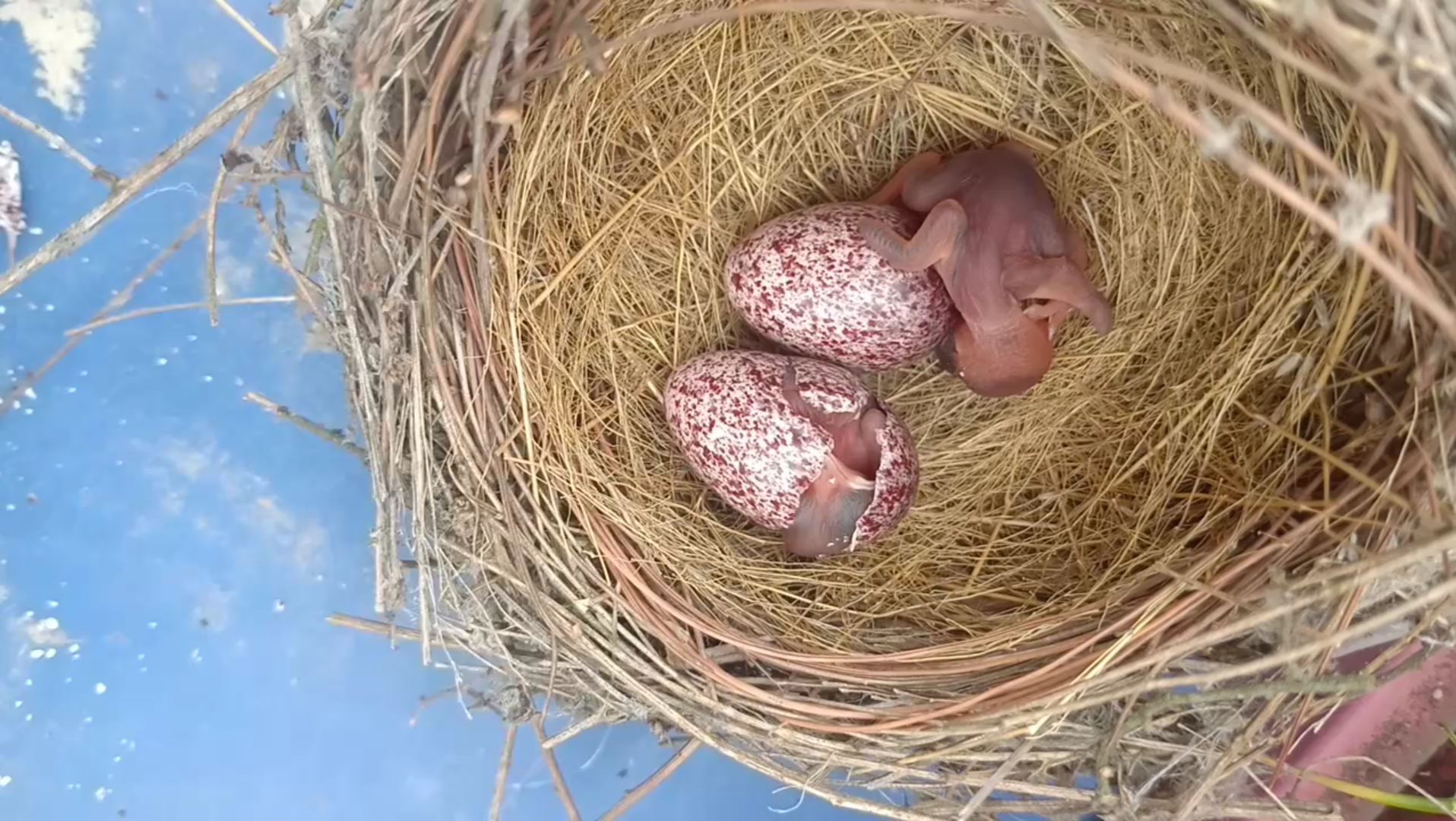 小鸟出生时图片图片