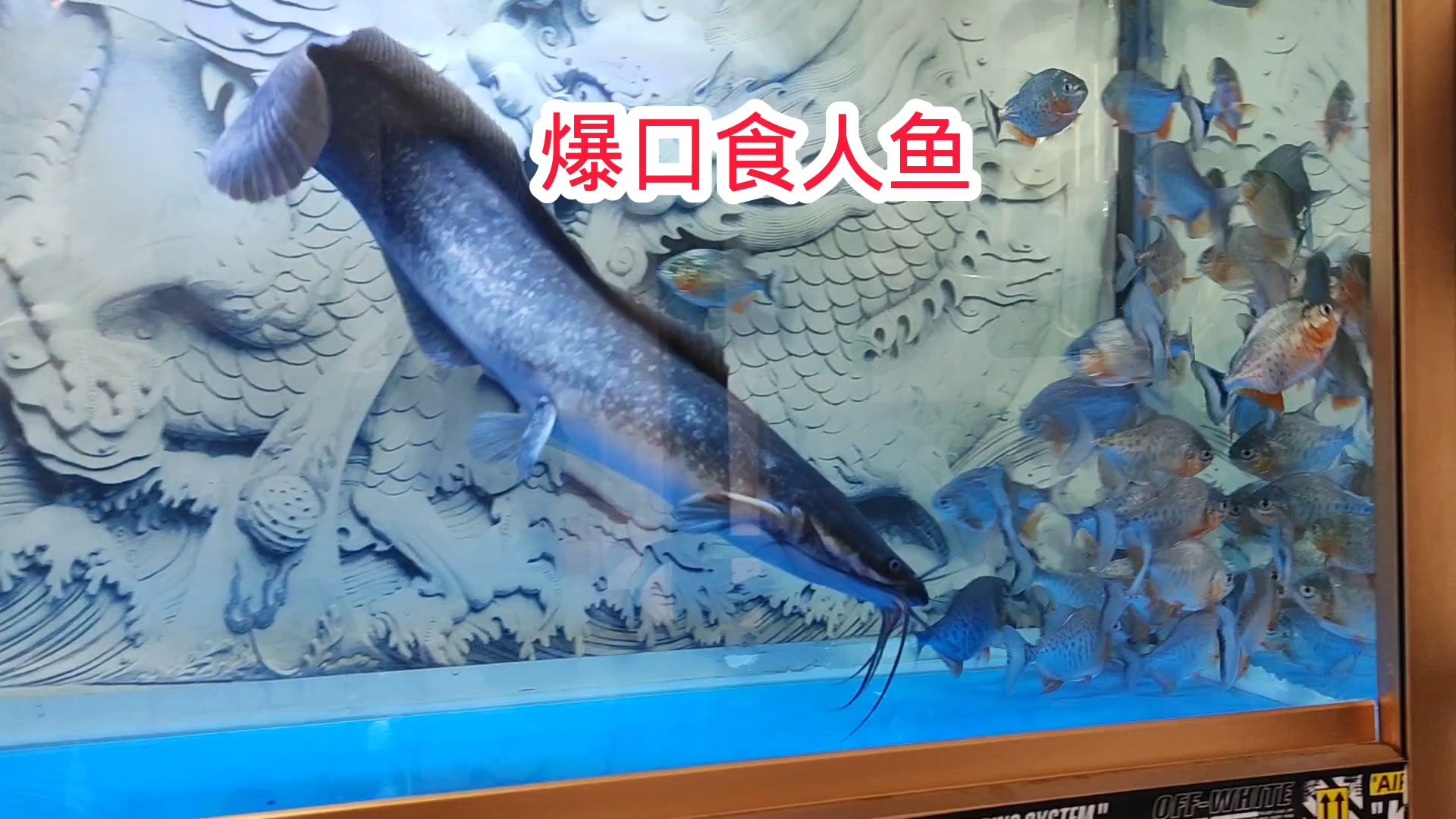 埃及塘鲺大战亚马逊食人鱼能否直接暴口