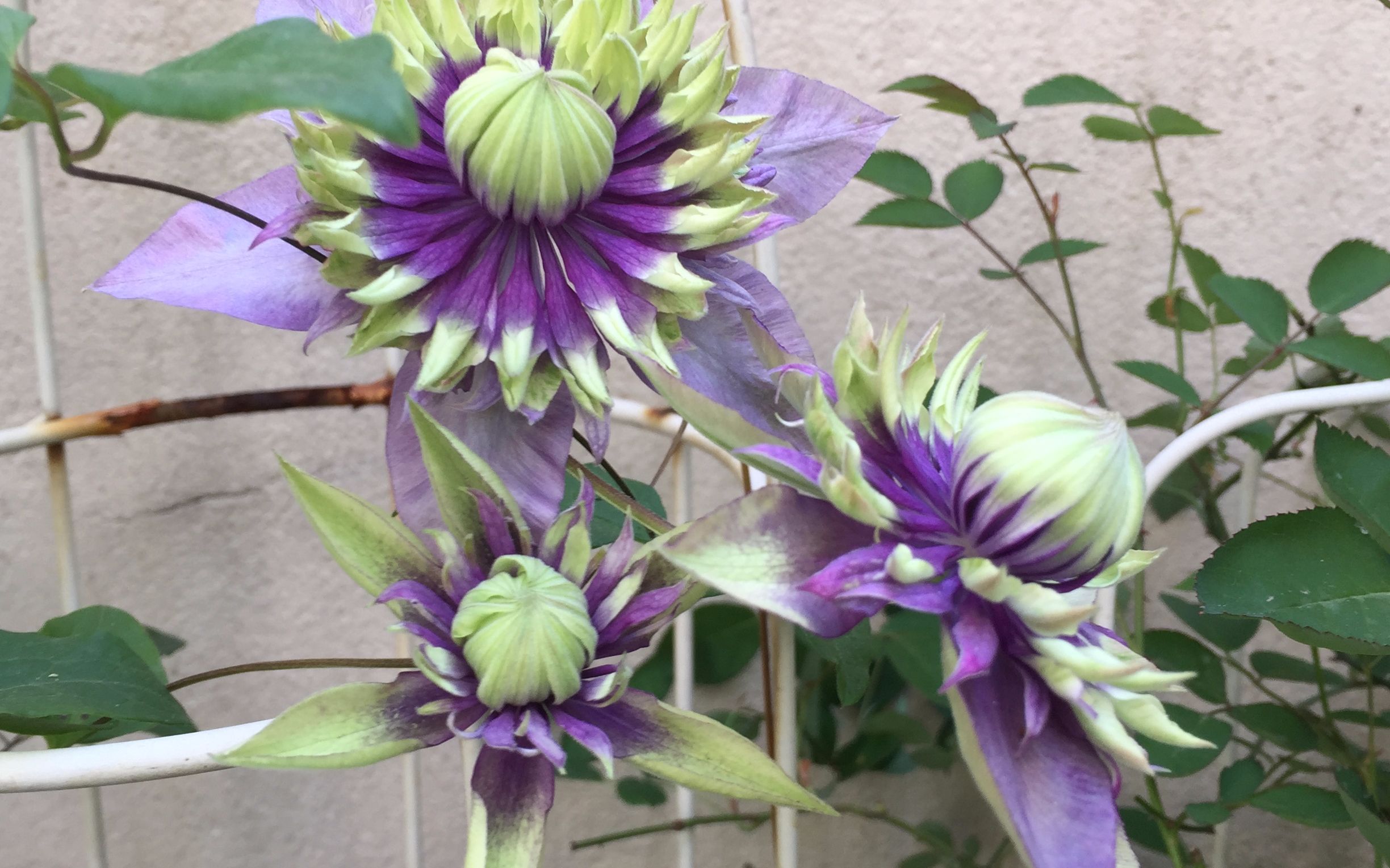 楼底小花园铁线莲大河的盛开状态对我来说再给大家看一下23333