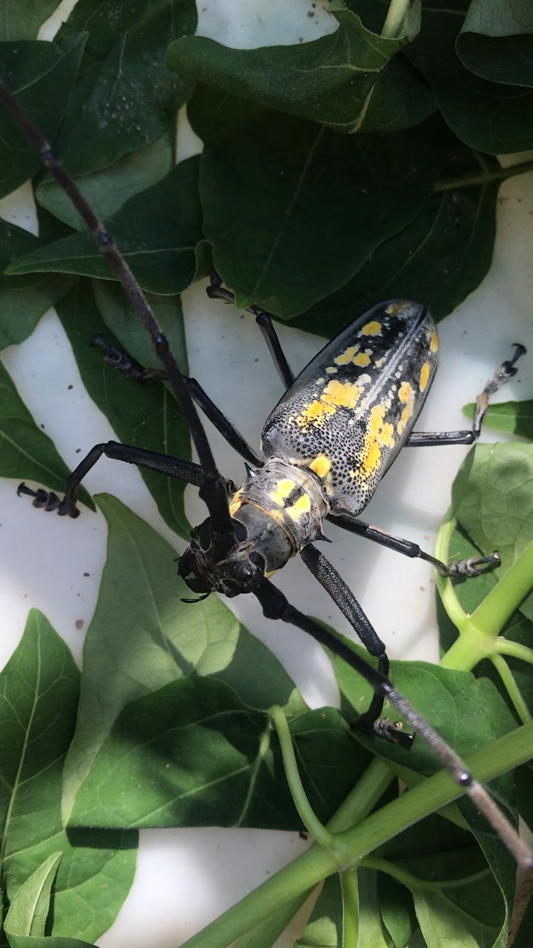 小伙伴见过这天牛虫没