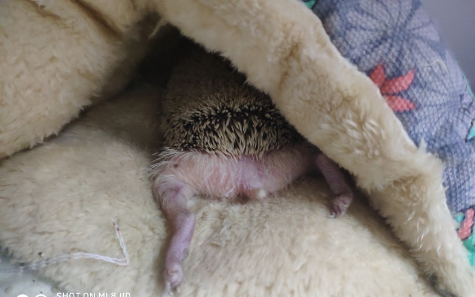 趴趴睡露出小尾巴的小刺猬也太可爱了吧