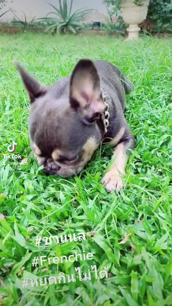 香奈儿 #frenchies #法国蓝狗 #胖 #吃 #bluetan