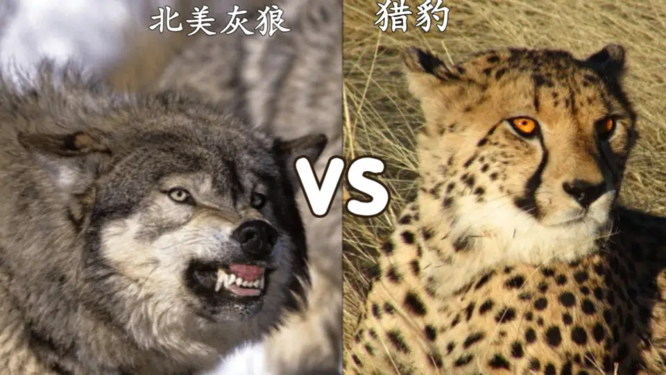 GREY WOLF VS SNOW LEOPARD - Who would win? 