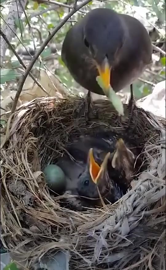 实拍鸟妈妈喂食小鸟