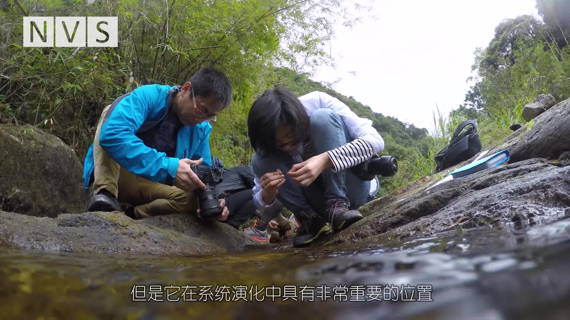 《芳踪重现》 消失60年的广州飞瀑草哔哩哔哩bilibili