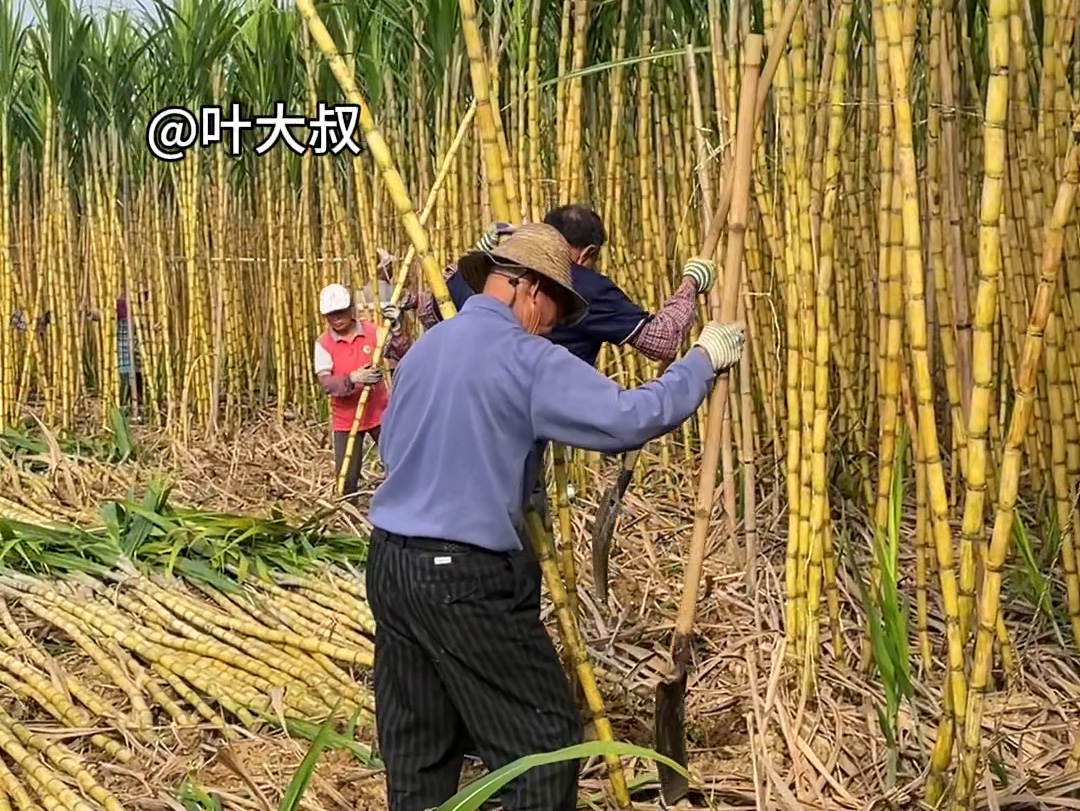 广西贵港木格镇不单只有木格白玉蔗,还有黄金甘蔗,黑皮甘蔗,榨糖硬蔗,青皮甘蔗五颜六色的甘蔗都有哔哩哔哩bilibili