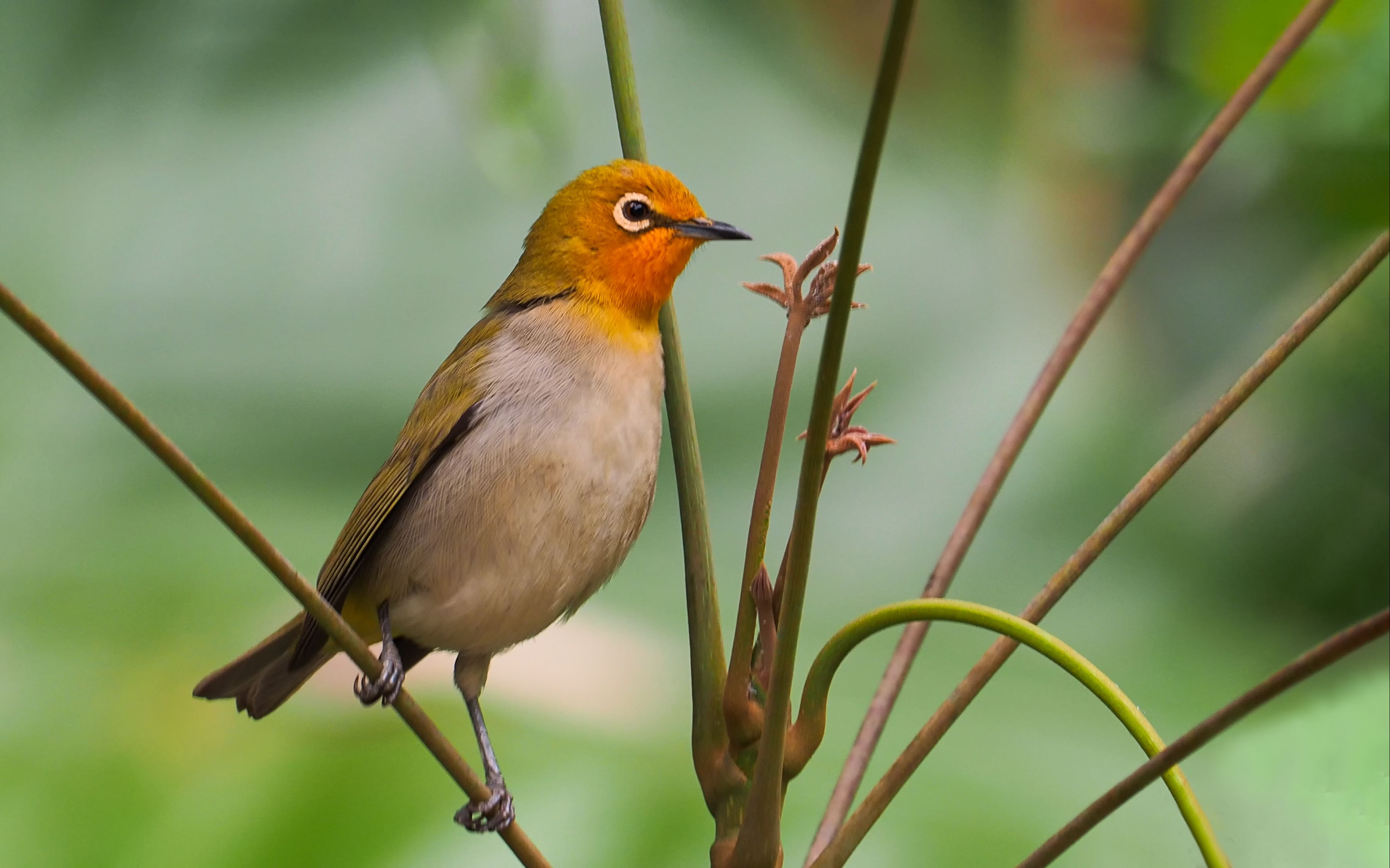 脸部像化了妆一样的暗绿绣眼鸟