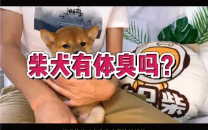 Tải video: 柴犬有体臭吗？柴犬有体味是什么原因？