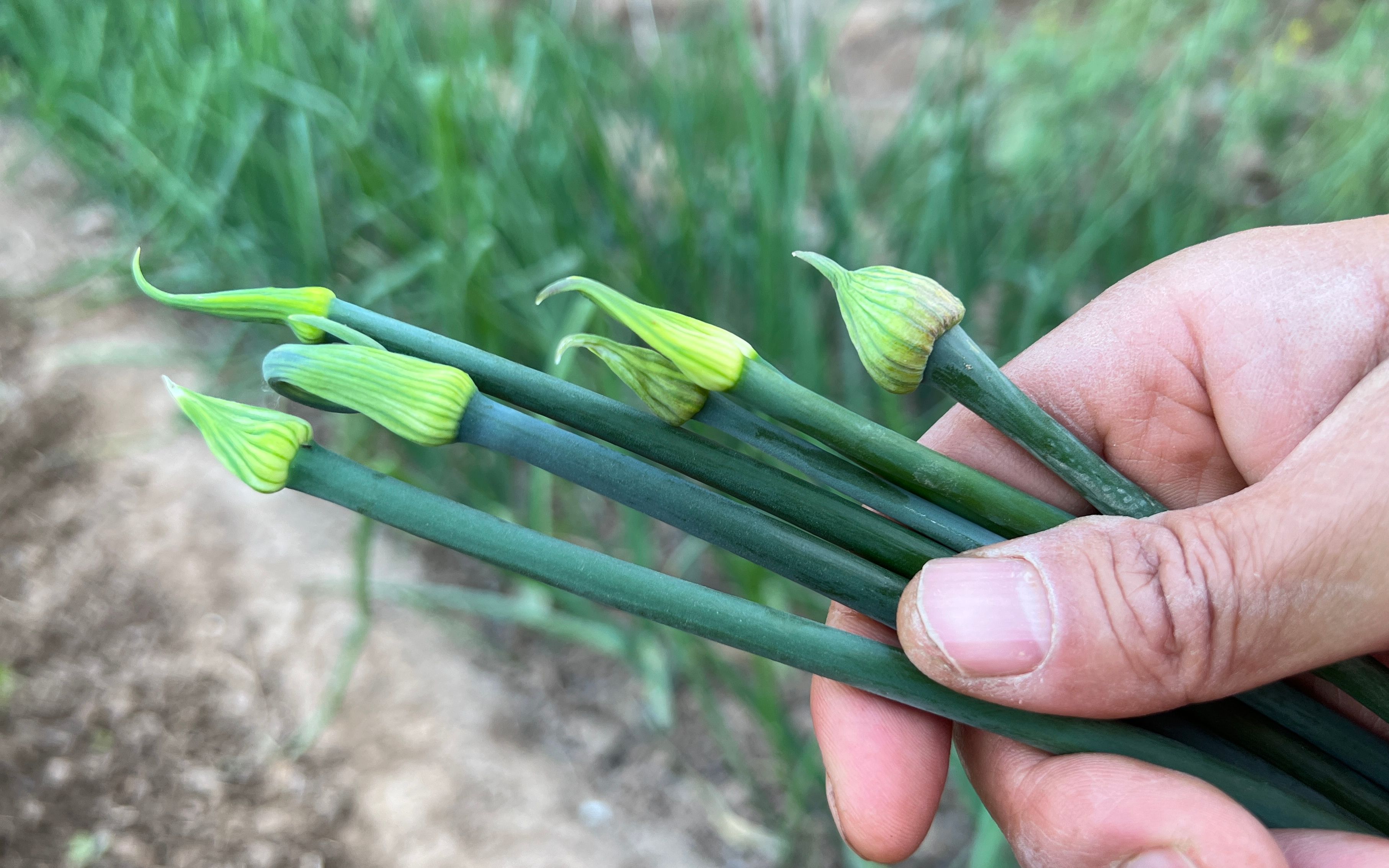 洋葱冒苔后要及时掐掉