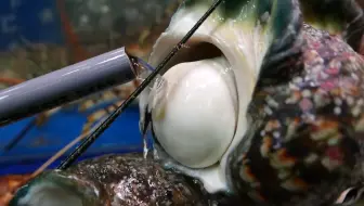 日本街头美食 夜光贝 哔哩哔哩 Bilibili