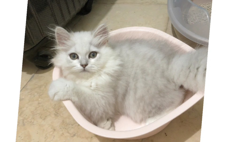 金吉拉英短长毛傻傻分不清大家给我科普科普两个品种有啥区别