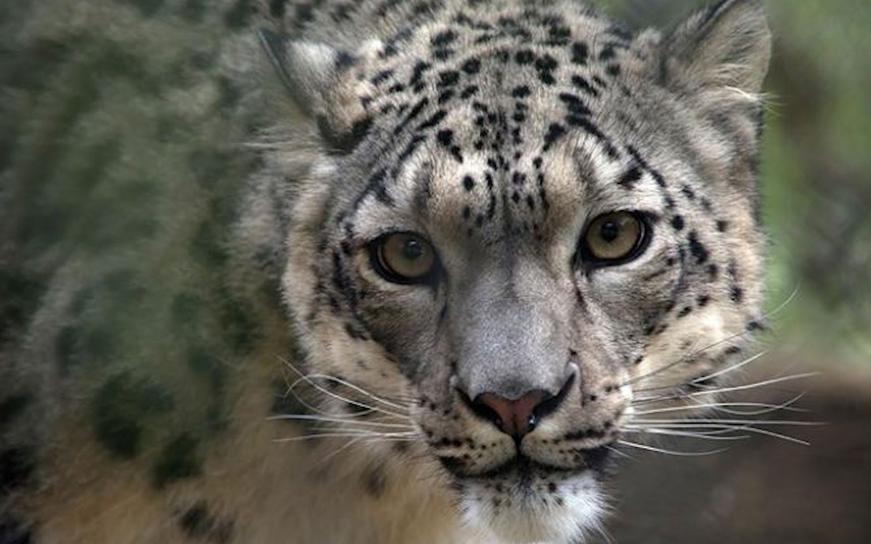 美国动物园三只雪豹感染新冠肺炎,已成第六种被人类感染的动物