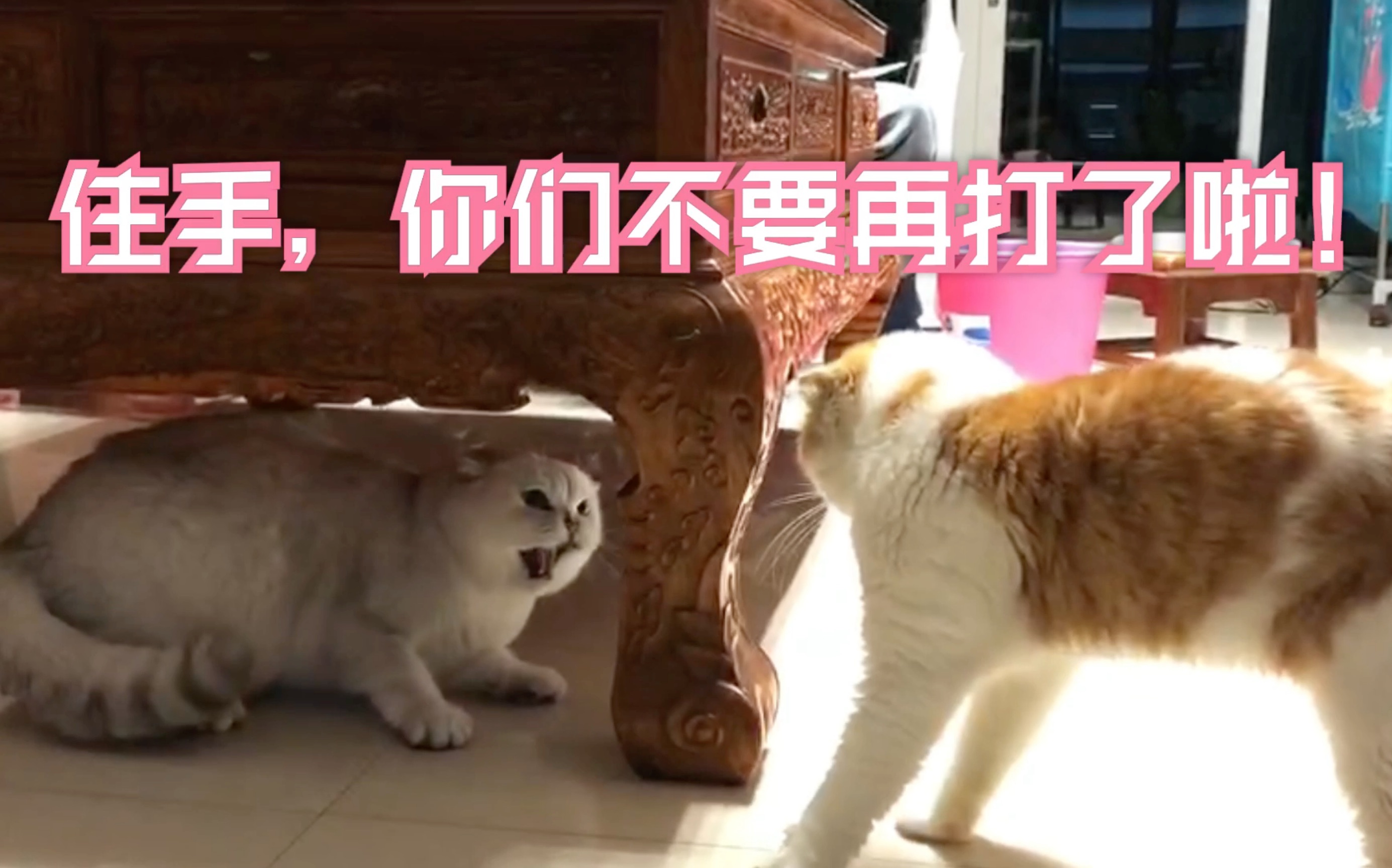 你们不要再打了 B站