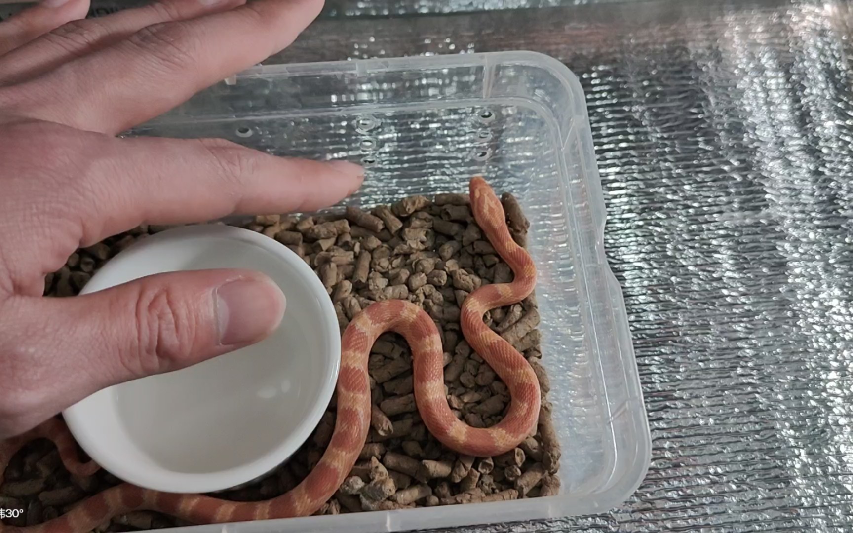 马上就到了玉米蛇苗子大量上市的时候了,你准备好养一条玉米蛇当宠物