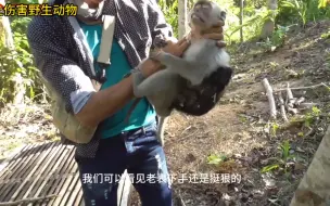 Скачать видео: 老表这一下子给猴子都掐翻白眼了