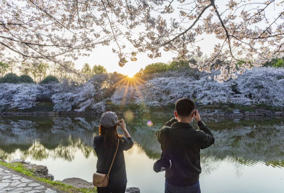 [图]长沙赏樱花地图出炉，15个免费赏樱花好去处，你去过几个呢？