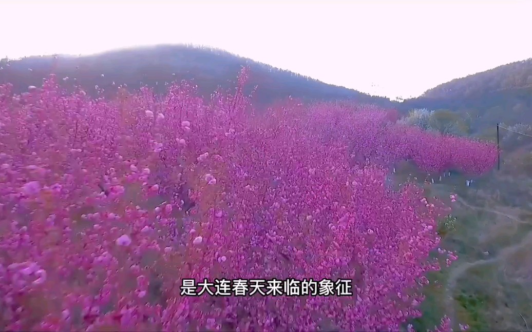 [图]错过了樱花，你就错过了大连的春天！#行游大连#记录春天最美的瞬间